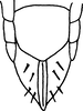 Ovipositor on Erythria aureola (Fallén, 1806): Ovipositor and pregenital sternite (female). (Observation).