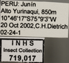 Other on Diedrocephala variegata (Fabricius, 1775): Labels. Labels for the specimen used for the dorsal, lateral and face images. (Observation).