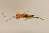 CollectionObject 1518908; 697c30f3-1ff0-4991-bda1-6a3ce0c07cf4, NHMUK015105059: male, dorsal view (holotype of Ochlandriphaga xanthelytrana). (CollectionObject).