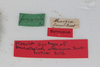 CollectionObject 1505680; df0675dc-4ce9-4dab-9c22-3278b448f2d5: male, labels (syntype). (CollectionObject).