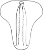Aedeagus, ventral view on Platymetopius (Platymetopius) catenatus Dlabola, 1981: Aedeagus, ventral view. (Observation).