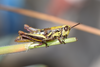 CollectionObject 2008374; 4e896802-88f7-42dd-9702-c9e4e37b6150: (CollectionObject).