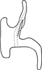 Aedeagus, lateral view on Erythridula sincera (Johnson, 1935): Aedeagus, lateral view. (Observation).