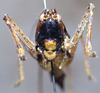 CollectionObject 1537872; 1e5469a5-a80a-4a46-b4c1-bf685763a101: female, frontal view. (CollectionObject).
