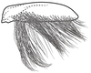 Subgenital plate, ventral view on Coarctana nigromedia Domahovski & Cavichioli, 2023: Male holotype [DZUP]: subgenital plate, ventral view. (Observation).