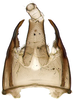 Pygofer, dorsal view: !! display not done !! on Bonamus lineatus Oman, 1938: male pygofer with internal genitalia, subgenital plate, and valve removed. (Observation).;Ovipositor: !! display not done !! on Bonamus lineatus Oman, 1938: male pygofer wirh internal genitalia, subgenital plate and valve removed. (Observation).
