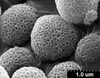 Brochosomes: !! display not done !! on Cuerna alba Oman & Beamer, 1944: CR822 | U.S.A., New Mexico Roosevelt Co., 6.5mi S Tolar | 7/10/1977 | CSCA. (Observation).