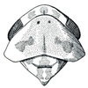 Head: Balclutha punctata, head, pronotum, and mesonotum, dorsally. (Observation).