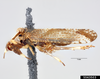 Habitus, lateral view: !! display not done !! on Asiraca clavicornis (Fabricius, 1794): (Observation).