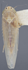 Habitus, dorsal view: !! display not done !! on Dalbulus maidis (DeLong & Wolcott, 1923): Dorsal. (Observation).