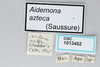 CollectionObject 2869224; CNCI 1013482, 26593725-175f-48b3-a4e1-92872d281bbe: Aidemona azteca. (CollectionObject).