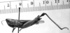CollectionObject 1543677; a73d2799-d4d5-4f91-9f57-8b6d89fdb6c5: Image Carbonell, C.S. [mirror image]. female, lateral view (lectoallotype). (CollectionObject).