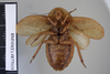 CollectionObject 1552784; NHMUK(SF IMPORT DUPLICATE) BMNH(E) 877109, f6214d10-85d6-4016-92ad-b1ec90a5bf4a: Copyright NHM, London. Holotype female of synonym Epilampra strigifrons, ventral view. (CollectionObject).