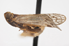Habitus, lateral view on [Oliarus] coconinus Ball, 1934: (Observation).