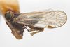 Habitus, lateral view: !! display not done !! on Melanoliarus (Melanoliarus) cinereus (Wolcott, 1921): (Observation).