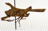 CollectionObject 1523112; 584cf501-9611-4440-a84e-adf0cbe3c23e, ANSP Type No. 5466: male, lateral view (holotype of H. taurus). (CollectionObject).