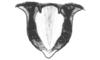 Parascopas chapadensis Rehn, 1909: Fig. 2C. male epiproct, dorsal view. (Otu).