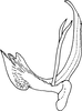 Aedeagus, lateral view on Arboridia (Arboridia) jacobii (Dworakowska, 1972): Aedeagus, lateral view. (Observation).