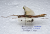 CollectionObject 1576085; f5a6d355-33cd-4dba-9db1-cf61296ee8a0: copyright ZRC, Singapore. female, lateral view (paratype). (CollectionObject).;CollectionObject 1576086; cc65d9eb-549f-47a5-85db-5a82509425aa: copyright ZRC, Singapore. female, lateral view (paratype). (CollectionObject).