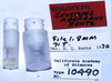 CollectionObject 1527089; 6dfb297e-2f06-4791-977f-d41648a93736: labels (holotype). (CollectionObject).