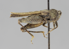 CollectionObject 1523342; a8084cf0-a475-4cad-af8d-148b89c19d7e: female, lateral view (holotype of Apotettix eurycephalus). (CollectionObject).