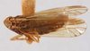 Habitus, lateral view: !! display not done !! on Sogata nigrifrons (Muir, 1917): (Observation).