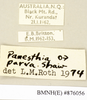 CollectionObject 1573008; 8f33fad1-aeeb-4dae-b6ec-264b425fe83e: Copyright Natural History Museum, London. Labels from non-type (adult male) in BM(NH). (CollectionObject).
