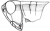 Leiotettix pulcher Rehn, 1913: Fig. 32. male head and pronotum, lateral view. (Otu).