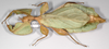Cryptophyllium celebicum (Haan, 1842): copyright Frank Hennemann. female, lateral view, from Sulawesi (not type). (Otu).