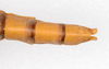 CollectionObject 1563074; 6ff5f9fc-0acd-4602-a954-2a37eb29a78a: copyright ZMUH, Hamburg. female: end of abdomen, dorsal view (holotype). (CollectionObject).