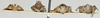 CollectionObject 1577218; 676f0aa4-7f8e-40c3-a92d-0f5366601bb8: males and females, frontal view. (CollectionObject).