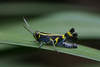 FieldOccurrence 429; 75840837-68ba-4ba3-b78f-33ddf125d9a5; Tanzania
Uluguru Mountains monante forest above Morningside, 2016/02/??: male, lateral view. (FieldOccurrence).