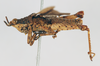 CollectionObject 1540640; d7adbf1d-8259-414f-9c31-2f23fb2cd1bc: male, lateral view (holotype). (CollectionObject).