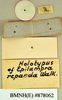 Poeciloderrhis ferruginea (Brunner von Wattenwyl, 1865): Holotype, female, labels, reverse. BMNH(E)#878062. (Otu).