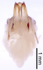 CollectionObject 1522780; 6476deb1-71a6-4548-860d-ad3c2fbcc6de: Male genitalia, ventral view (holotype). (CollectionObject).