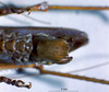 CollectionObject 1516184; 8ffa8fb3-8329-41b0-83b3-809e55d19dcd: male subgenital plate (holotype). (CollectionObject).