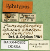 CollectionObject 1502663; 6732109a-ff25-4de1-9793-3fc7f0055ecd: labels (paratype). (CollectionObject).