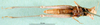 CollectionObject 1576976; 9541dc08-640f-4f7b-aab6-72078700bb11: female, ventral view (paralectotype). (CollectionObject).