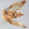 Habitus, dorsal view: !! display not done !! on Telamona reclivata Fitch, 1851: (Observation).