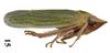 Habitus, lateral view: !! display not done !! on Draeculacephala mollipes (Say, 1831): (Observation).
