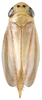 Habitus, dorsal view: Habitus, dorsal view (female). (Observation).