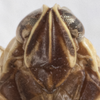 Head: !! display not done !! on Haplaxius nigrifrons (Ball, 1937): (Observation).