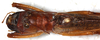 CollectionObject 1567658; NMW 22777, 54a18faa-425b-46d1-b887-42aefd7be621: male, dorsal view. (CollectionObject).