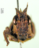 CollectionObject 1500956; b090027b-9047-4b69-8403-78923da7bf79: female, frontal view (holotype). (CollectionObject).
