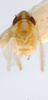 Habitus, dorsal view on Erythridula volucris (Beamer, 1930): Habitus (holotype of E. turoides, INHS collection). (Observation).