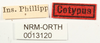 CollectionObject 1572902; NHRS NRM-ORTH 13120, 951c4d78-65db-4bb8-86f3-53ab3066d1e9: labels (not personatus). (CollectionObject).