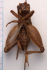 CollectionObject 1542398; ebacdc3e-60e7-4141-a356-3953e0075b59, CNMS 5532: male, ventral view (holotype). (CollectionObject).