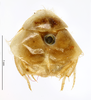 CollectionObject 1587490; MNHN(SF IMPORT DUPLICATE) MNHN-EP-EP747, 3eb15a2a-fc2f-481f-88d5-e0eb20c91ded: CC BY-NC-ND 4.0/MNHN - Depraetere Marion - 2014. Type, male, of monodi Chopard, 1969. Specimen number: MNHN-EP-EP747. http://coldb.mnhn.fr/catalognumber/mnhn/ep/ep747. (CollectionObject).