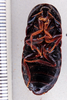 CollectionObject 1588606; 4ff2efa6-deca-4e5a-82de-a8b6ea25e0af: Photo by Heidi Hopkins. ANSP:Bantua repentina. (CollectionObject).
