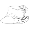 Pygofer, lateral view on Anufrievia triangulata Yang & Zhang, 2018: Pygofer, lateral view. (Observation).